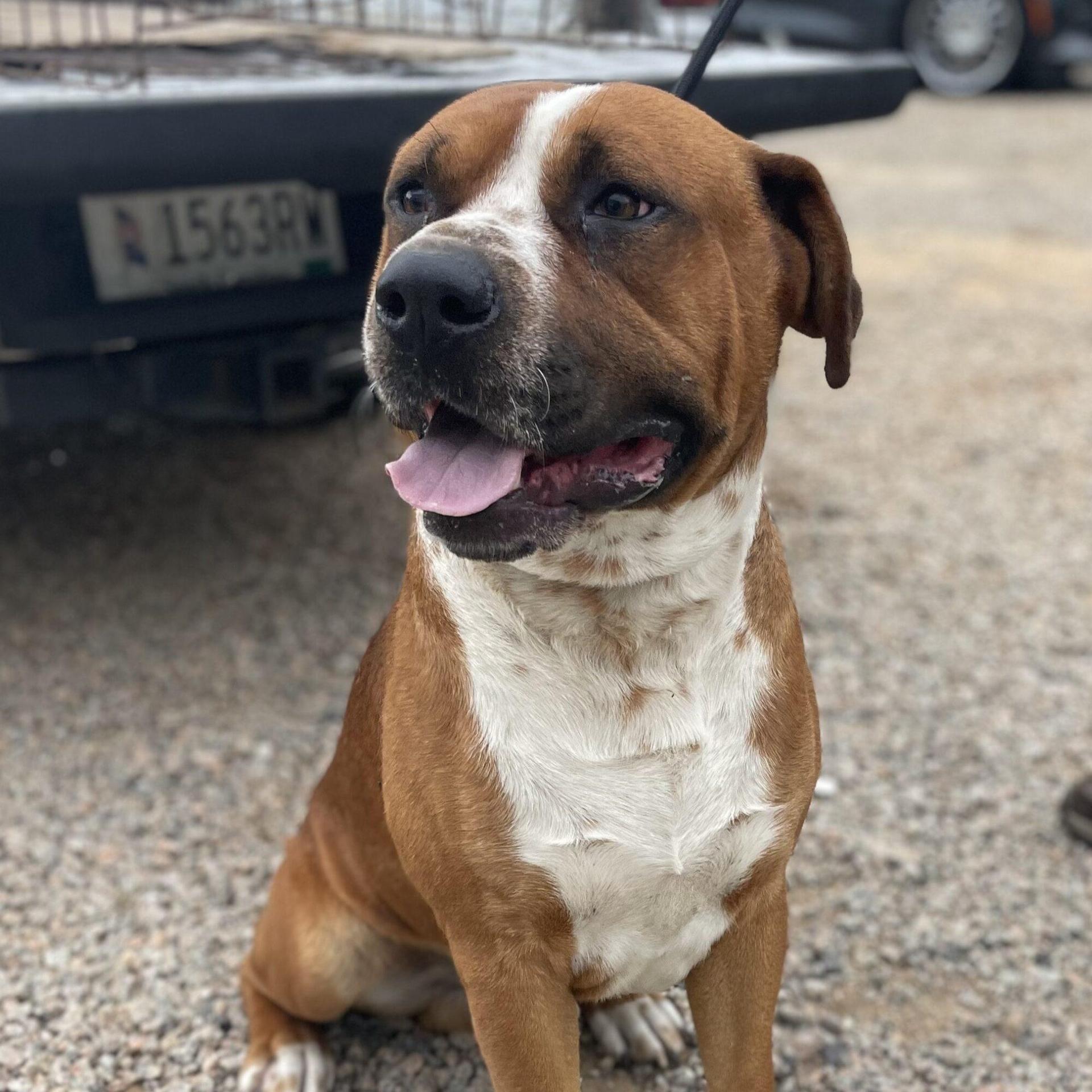 A young medium-sized male Tricolor (Brown, Black, & White) Boxer dog named Beaux for adoption in Columbia, SC
