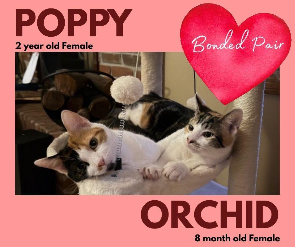 Poppy & Orchid