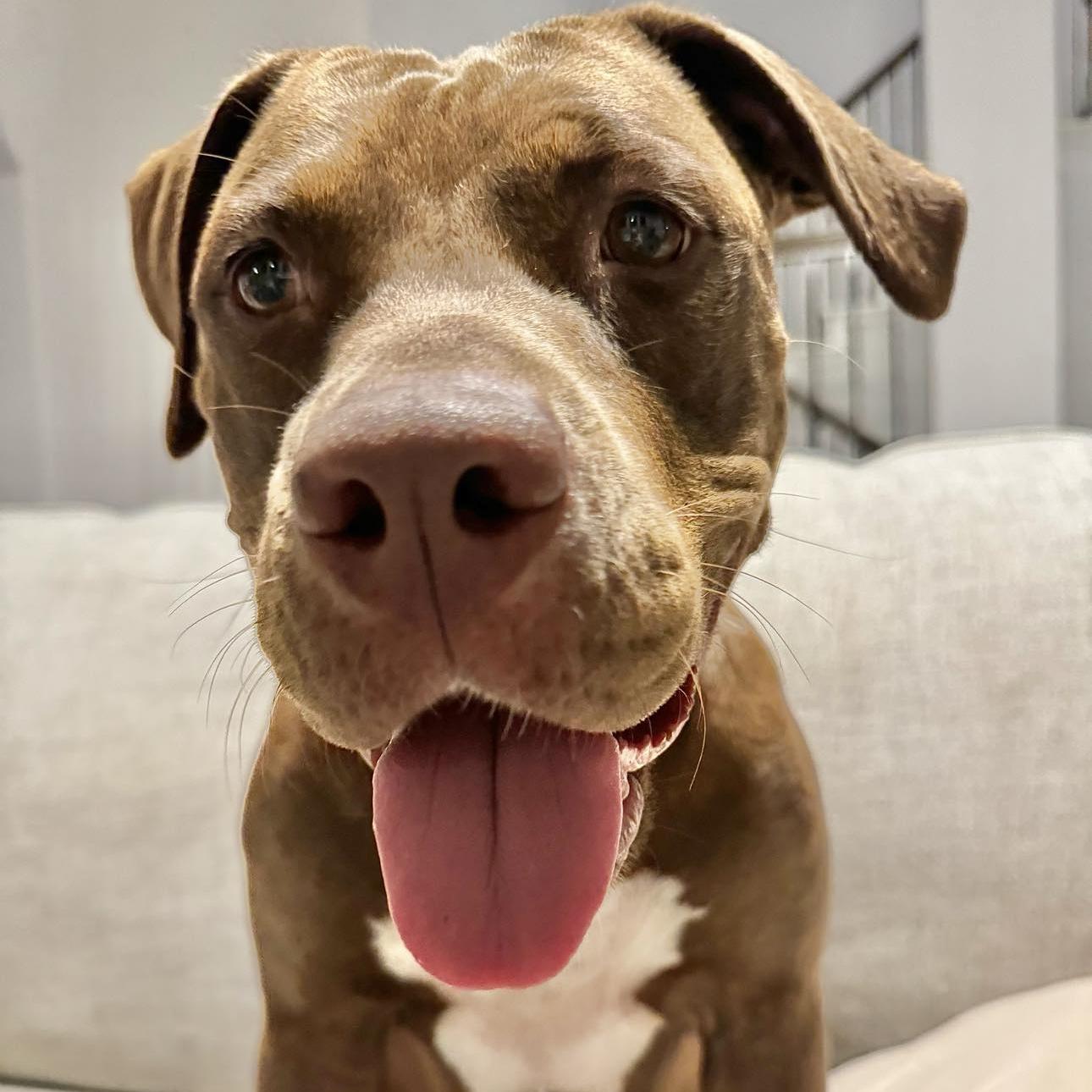 A young medium-sized female American Staffordshire Terrier dog named Chocolate for adoption in Haslet, TX