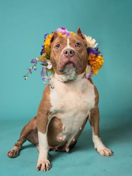 An adult large-sized female Mixed Breed dog named Diamond for adoption in Atlanta, GA