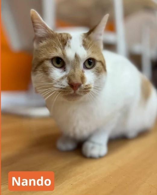 Nando
