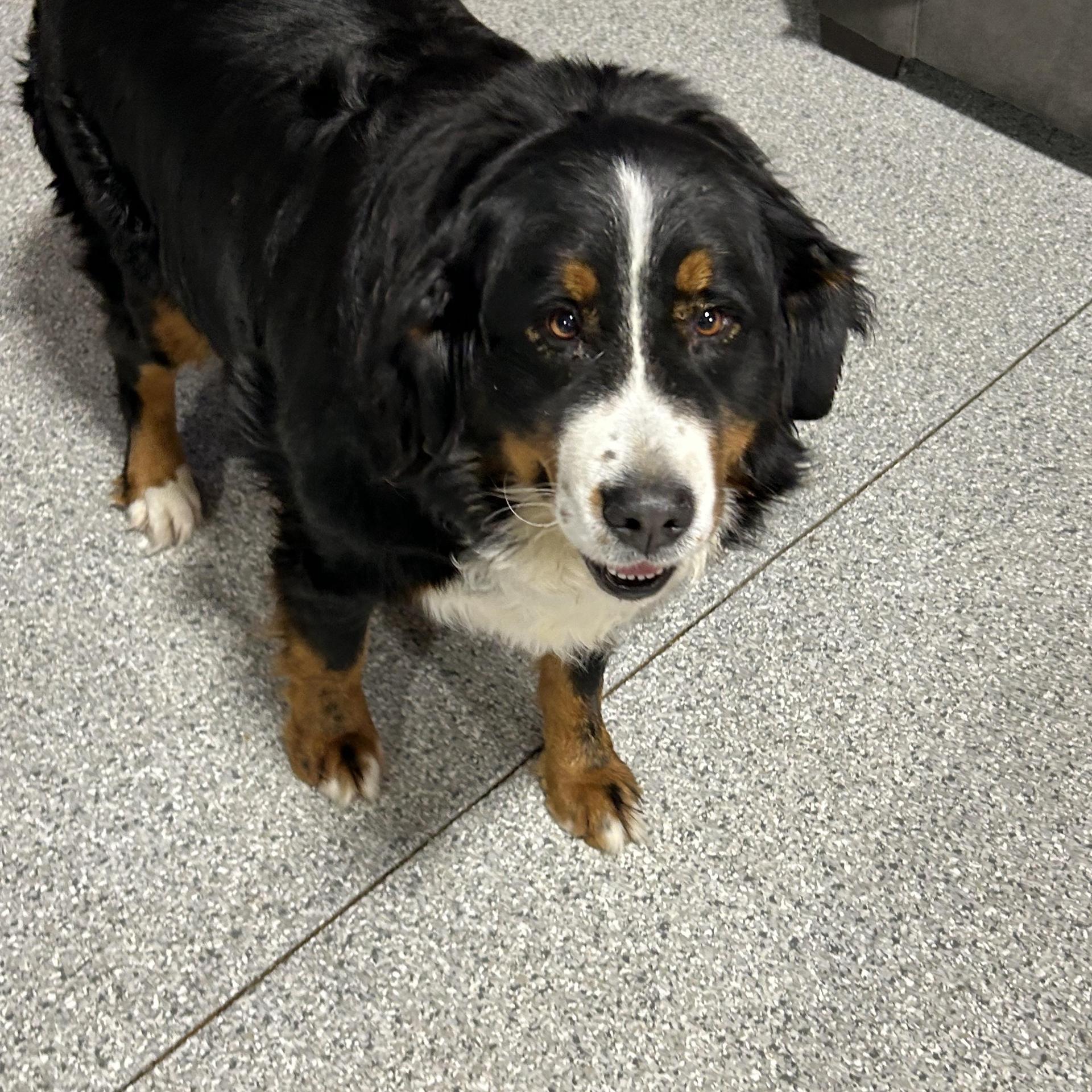An adult large-sized female Tricolor (Brown, Black, & White) Bernese Mountain Dog dog named Eldora for adoption in Antwerp, OH