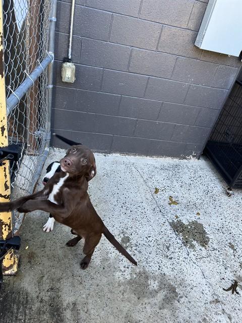 Chocolate Fudge Brownie