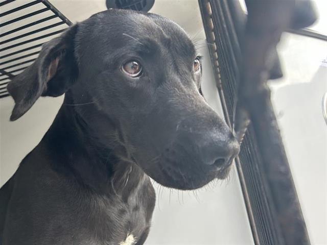 A young medium-sized female Labrador Retriever dog named A for adoption in Houston, TX