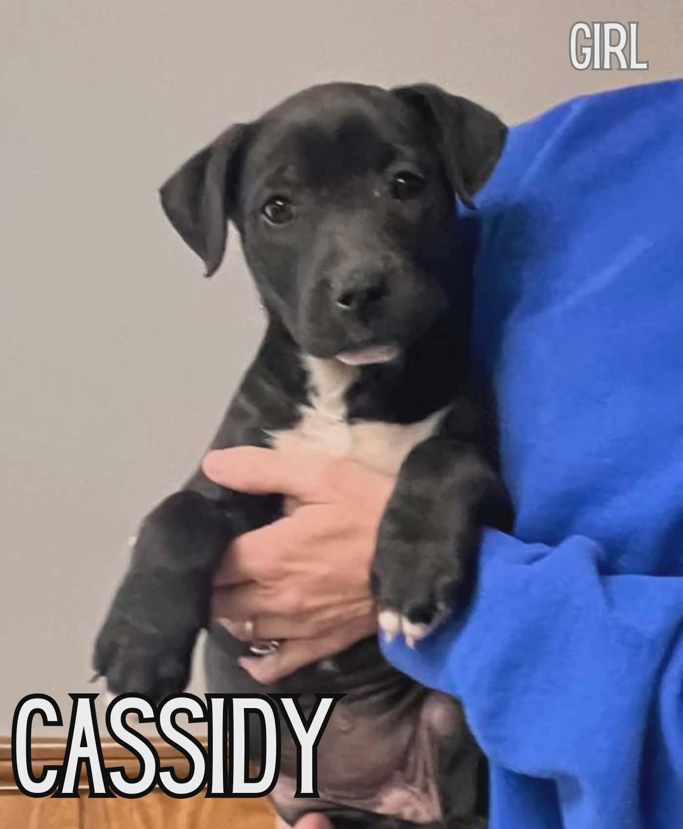 Cassidy