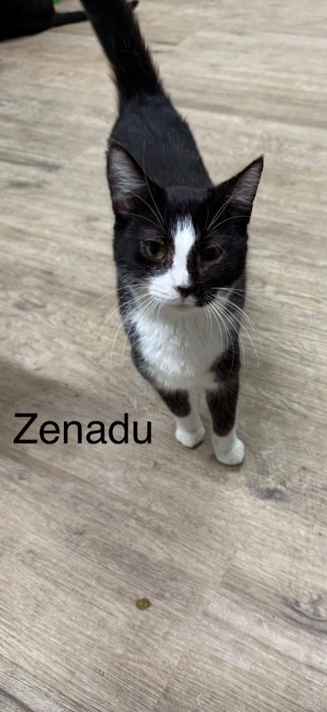 Zenadu