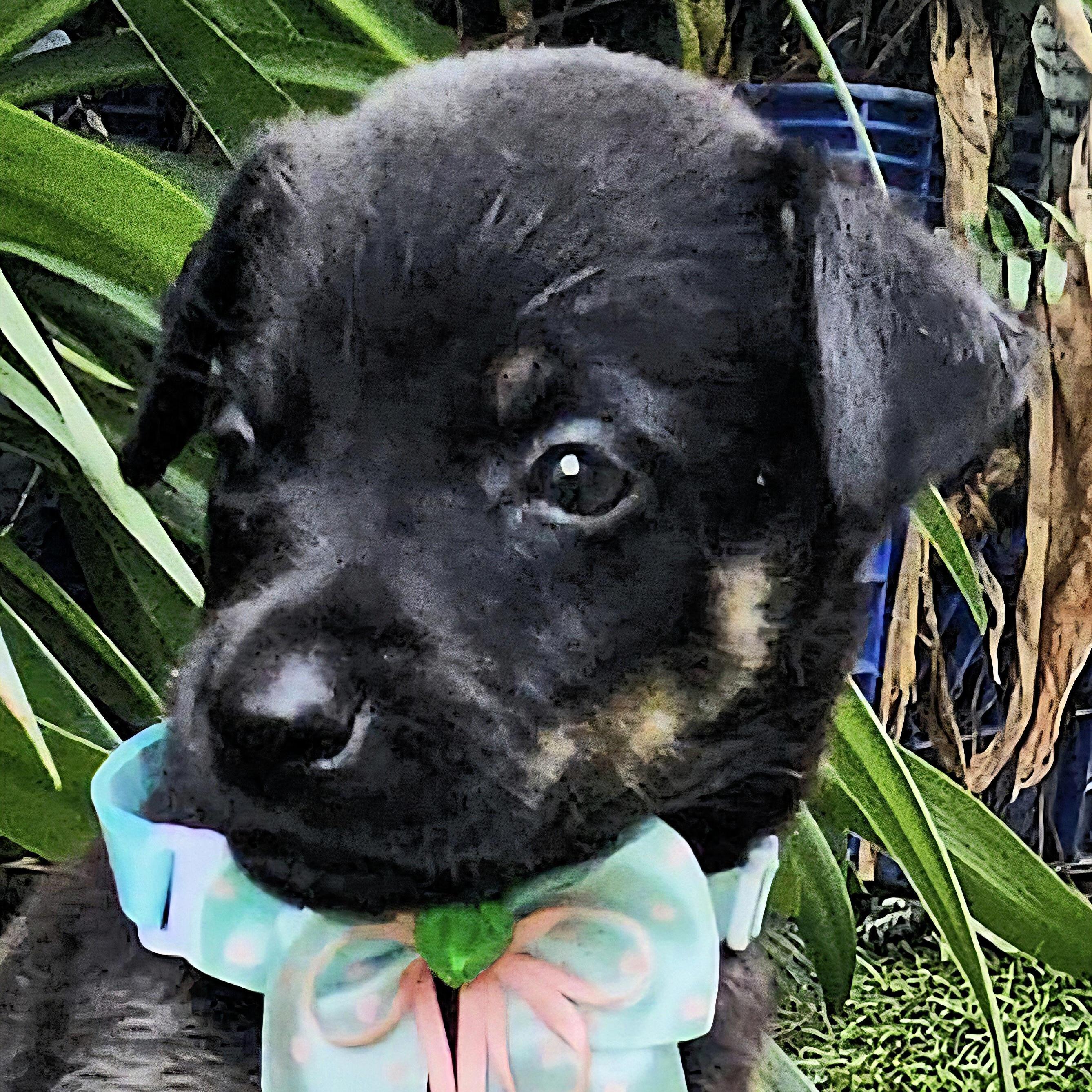 Rex Augie "the Hug photo 1