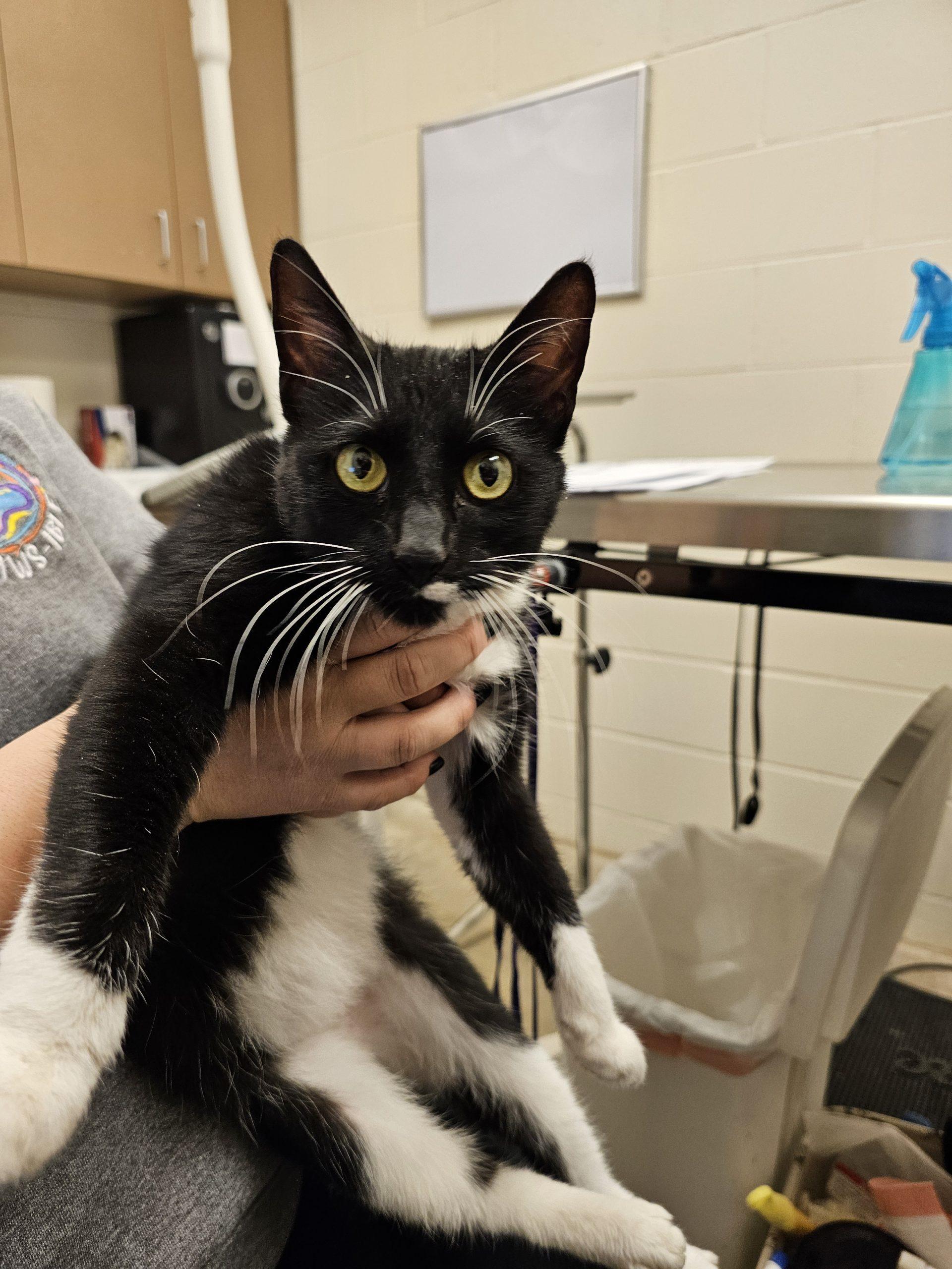 A young medium-sized female Domestic Short Hair cat named Pawla for adoption in Burlington, IA