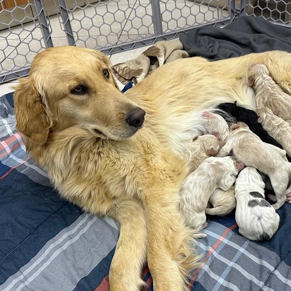 Goldie & Puppies photo 1