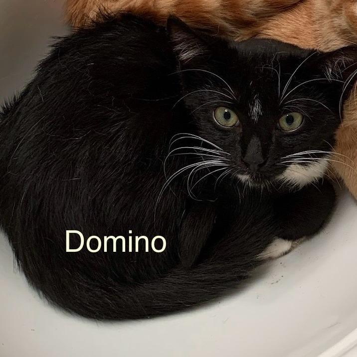 Domino