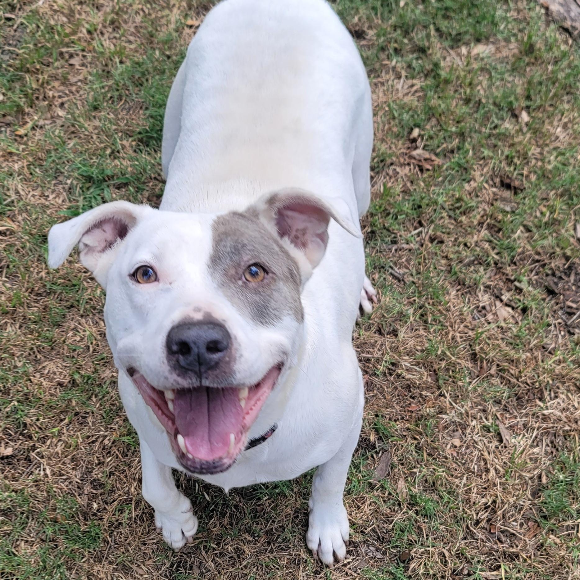 An adult large-sized female Gray / Blue / Silver Pit Bull Terrier dog named Penny A Soft for adoption in Houston, TX