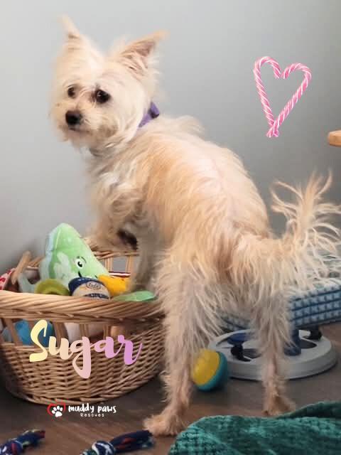 A young small-sized female White / Cream Terrier dog named Sugar for adoption in Council Bluffs, IA