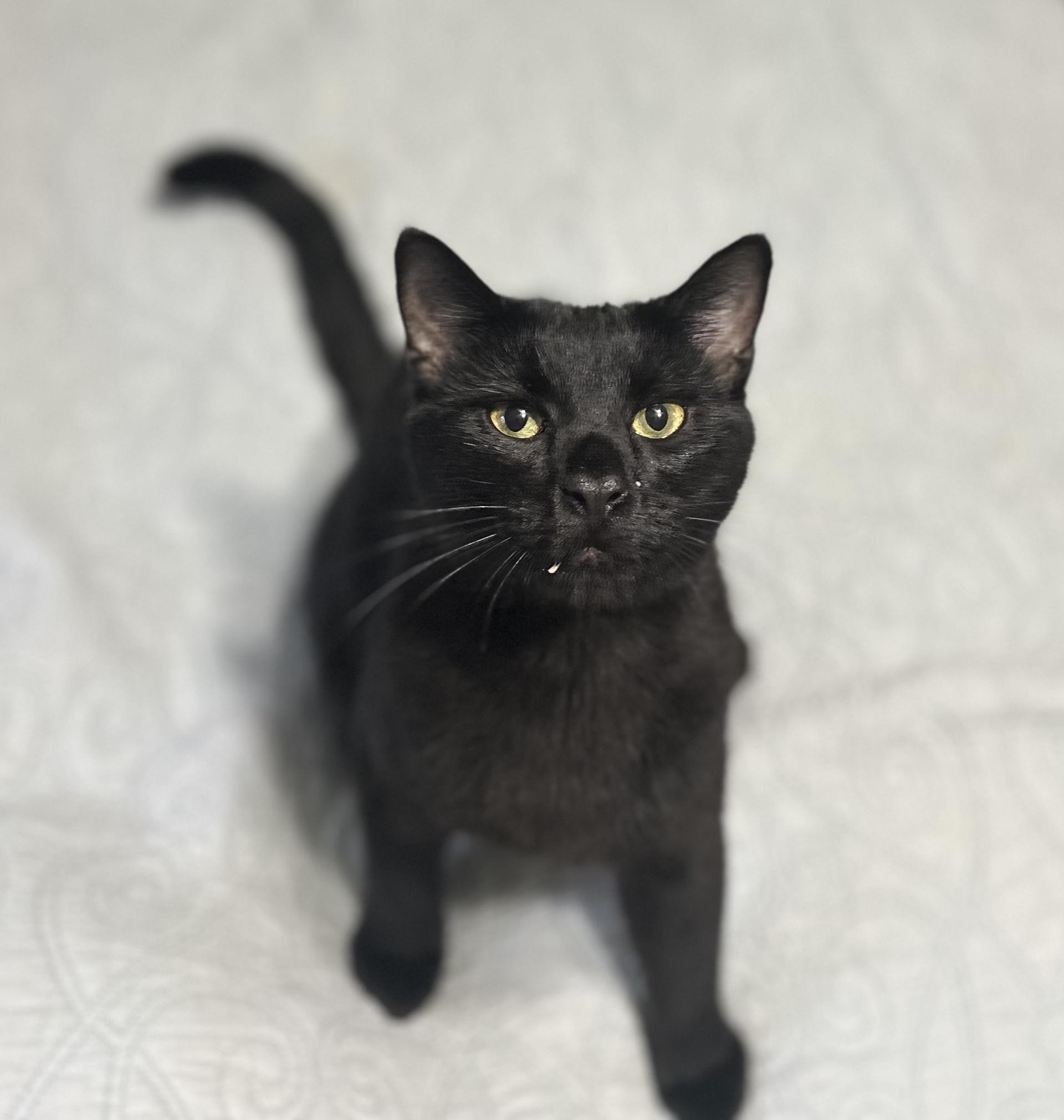 A young medium-sized male Domestic Short Hair cat named Onyx for adoption in North Babylon, NY