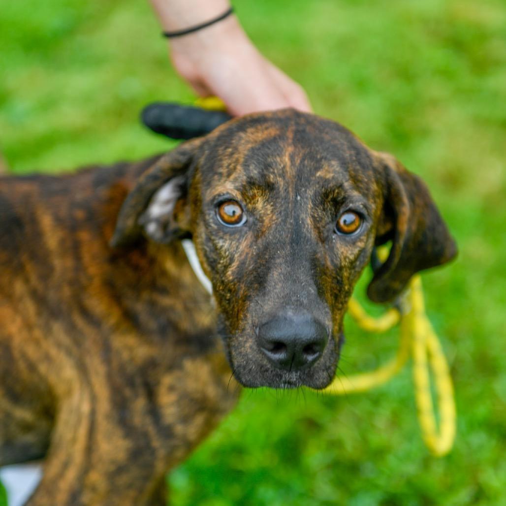 An adult medium-sized female Brindle Mixed Breed dog named Lilly for adoption in Alabaster, AL