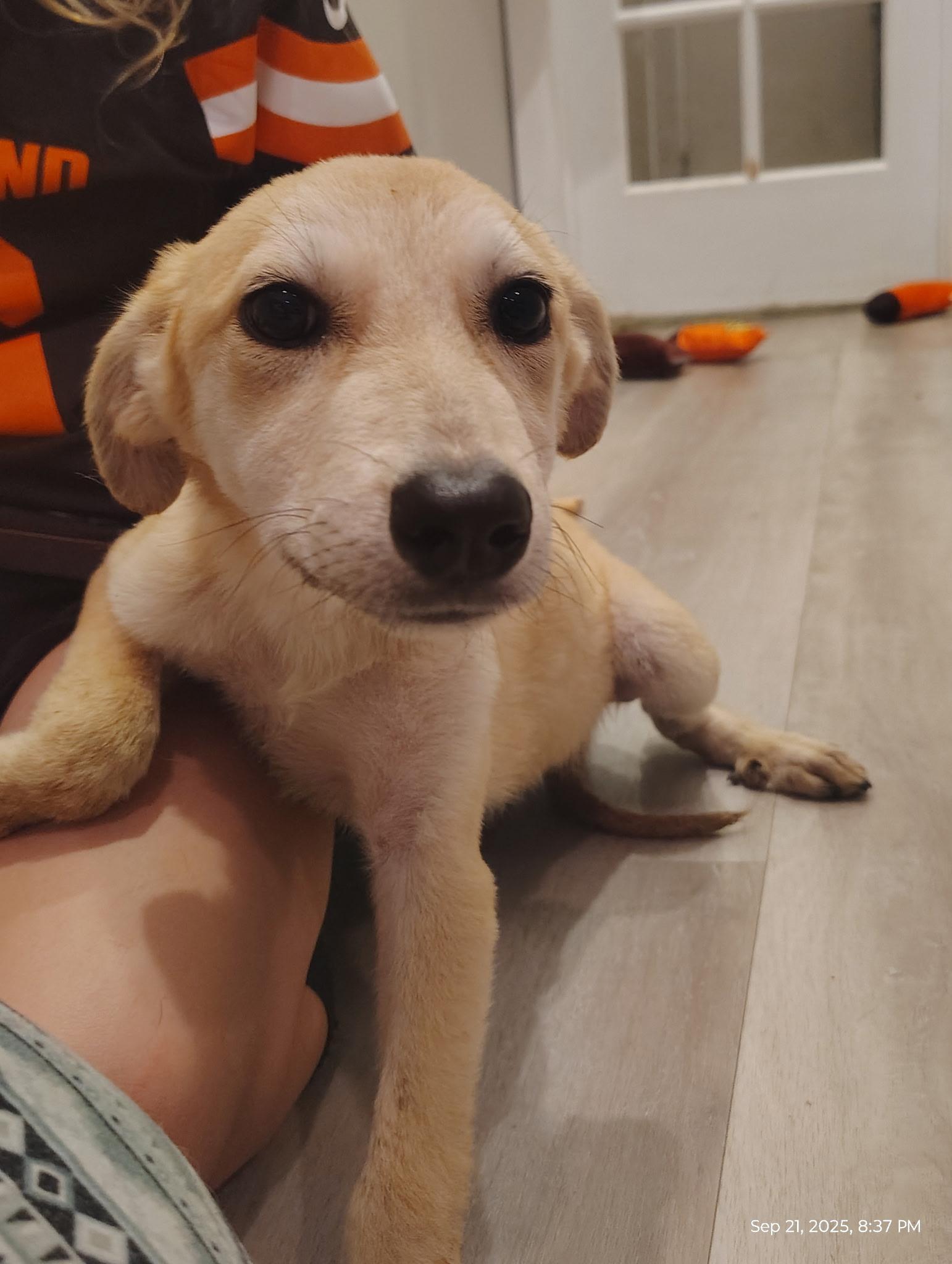 A young medium-sized female Shepherd dog named Tessa for adoption in Sumter, SC