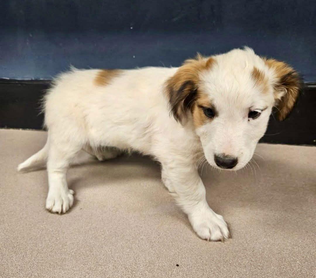 An adult small-sized female Spaniel dog named Betty Boop No for adoption in Oakhurst, NJ