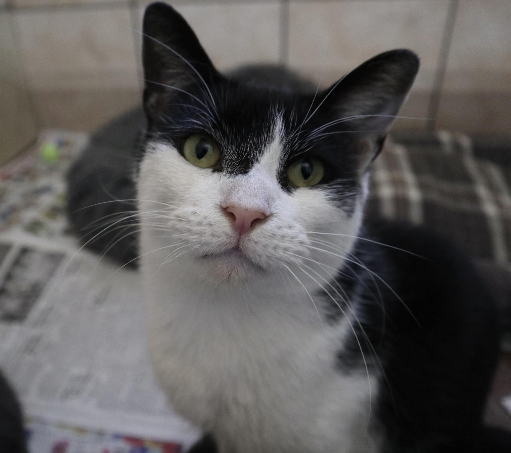 A young medium-sized male Black & White / Tuxedo Domestic Short Hair cat named Zuzu for adoption in Rossville, TN