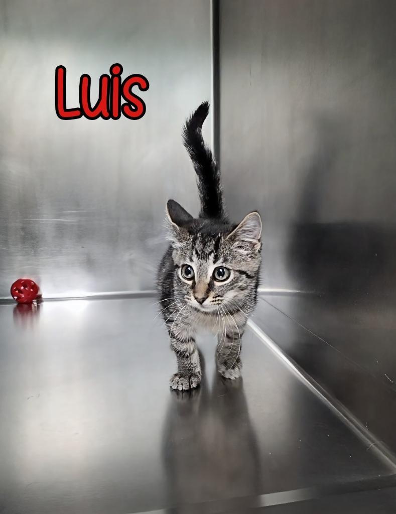 Luis