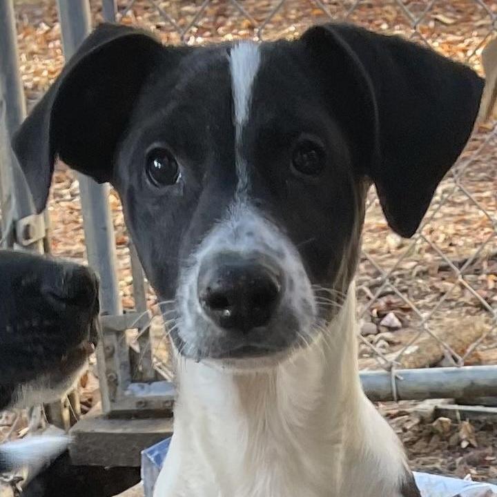 A young medium-sized male Feist dog named King for adoption in Queen City, TX
