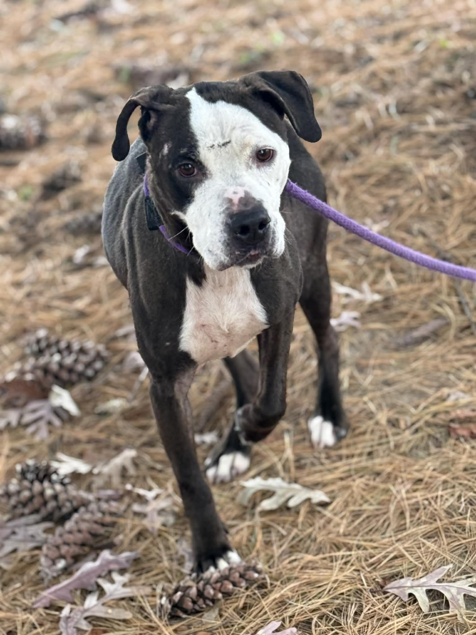 An adult medium-sized female Black Pit Bull Terrier dog named Noelle for adoption in Springfield, IL