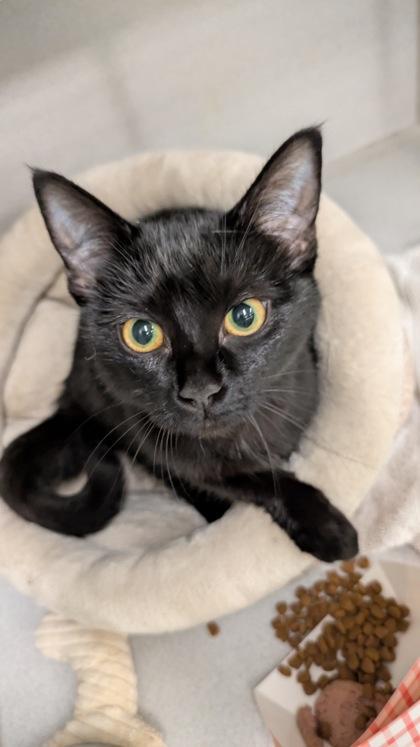 An adult medium-sized female Domestic Medium Hair cat named Mamba for adoption in Atlanta, GA
