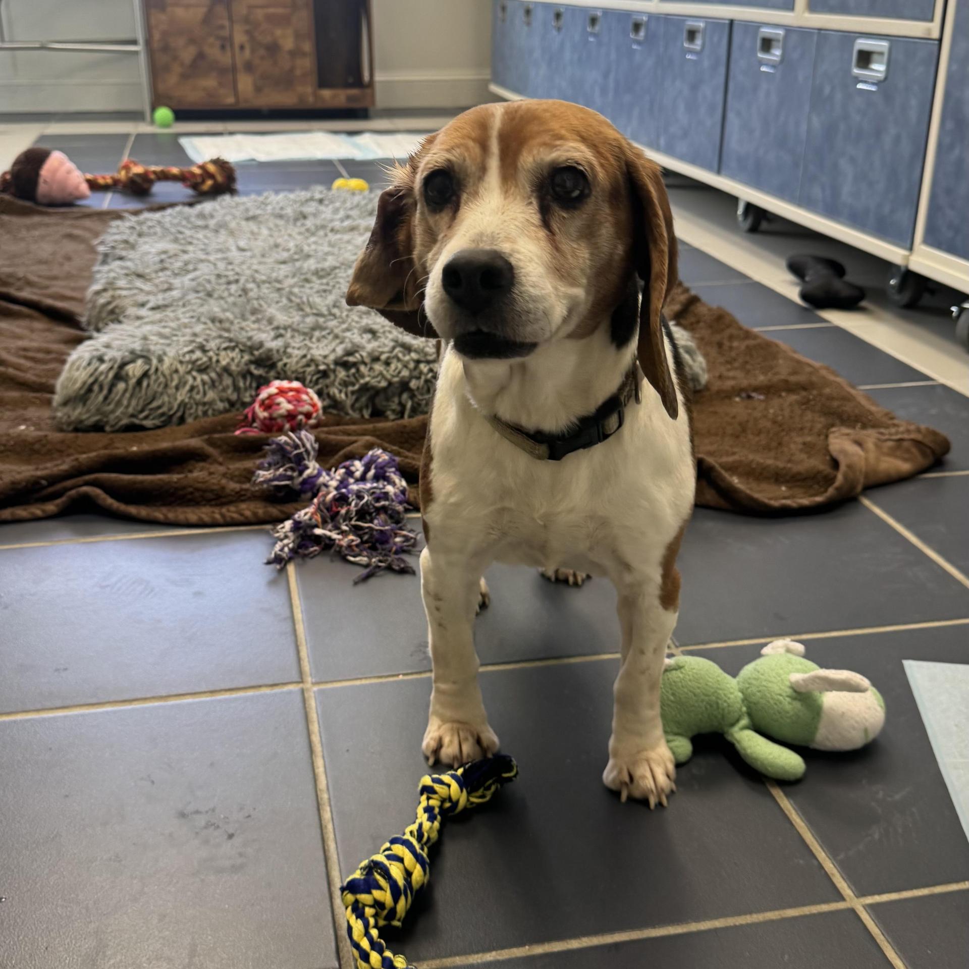 A senior small-sized female Tricolor (Brown, Black, & White) Beagle dog named Sunny for adoption in Fall River, MA