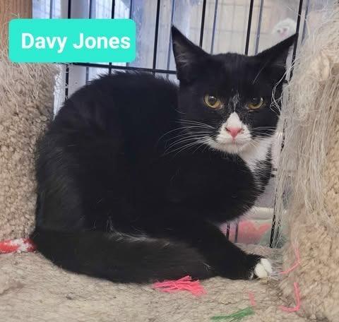 Davy Jones