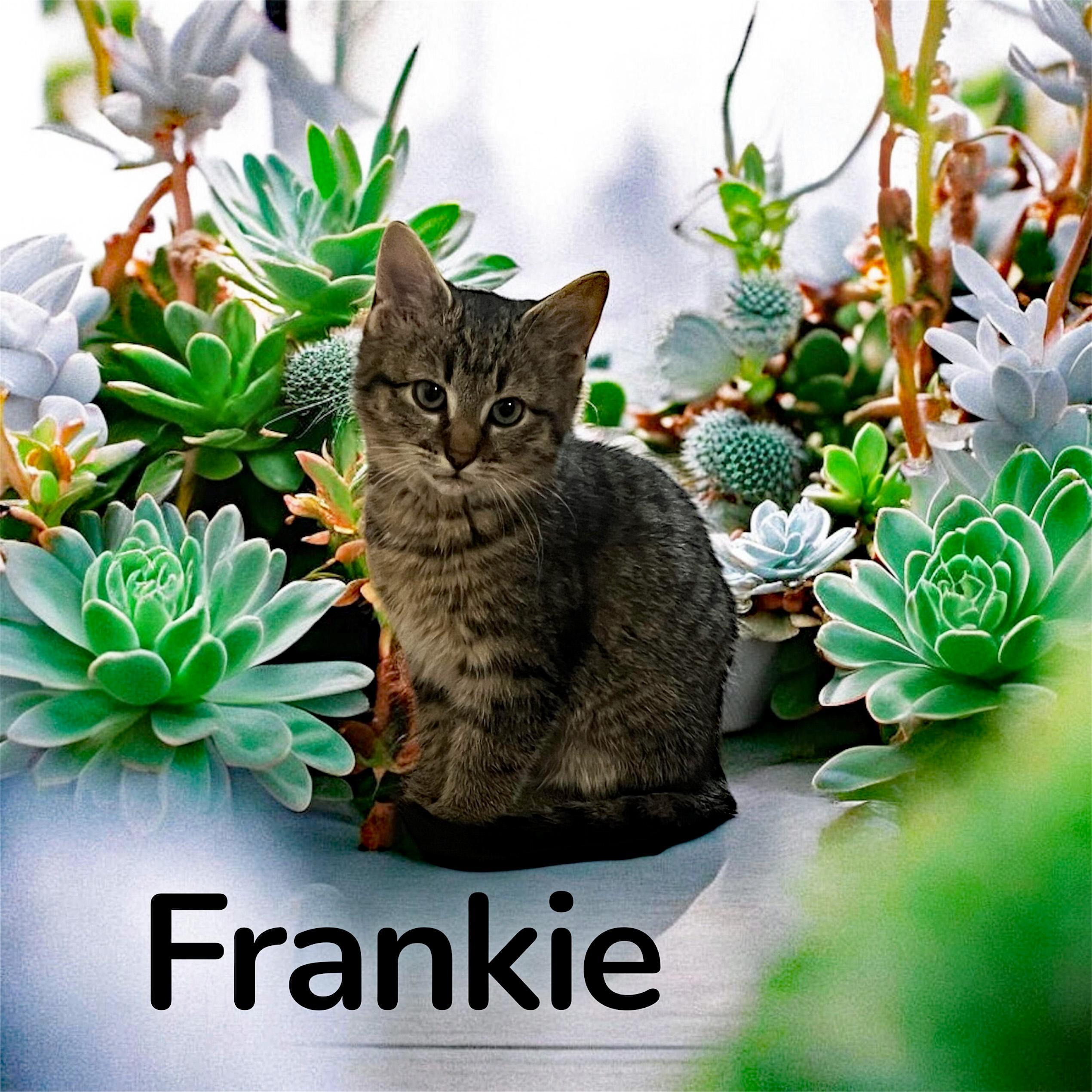 Frankie