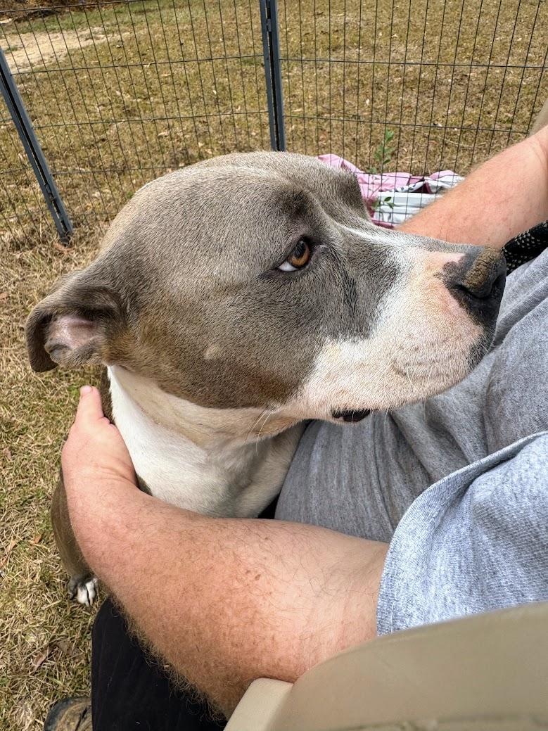 An adult medium-sized female Pit Bull Terrier dog named Magnolia Aka Nolie for adoption in Fosters, AL