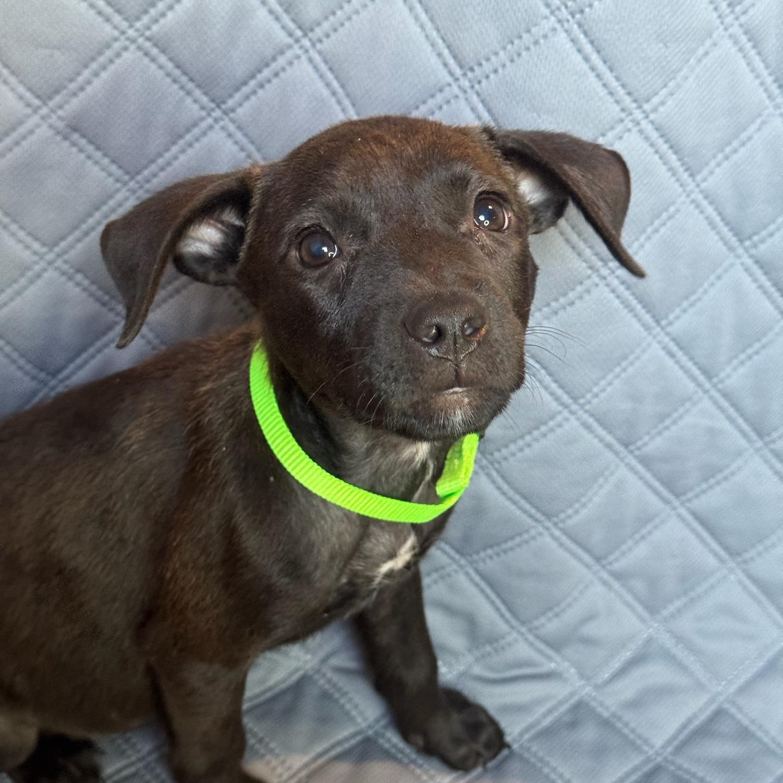 A young medium-sized female Black Pit Bull Terrier dog named Bali for adoption in Spring, TX