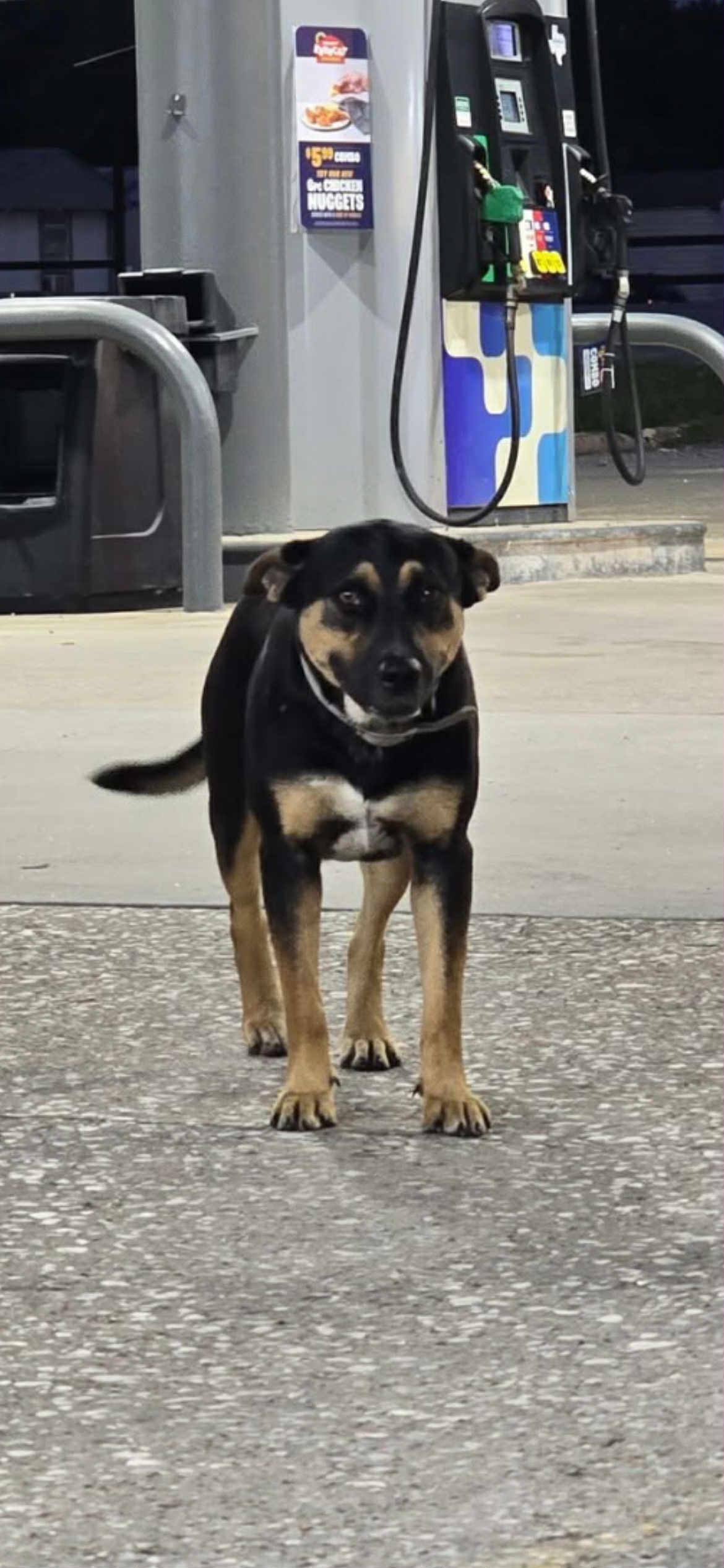 An adult medium-sized female Tricolor (Brown, Black, & White) Australian Kelpie dog named Dora Dayton for adoption in Pearland, TX