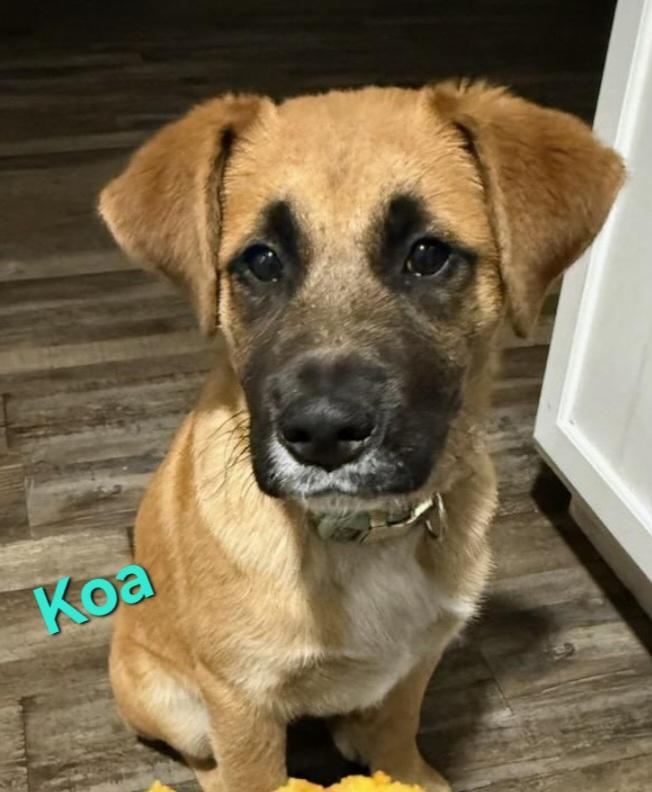 Koa