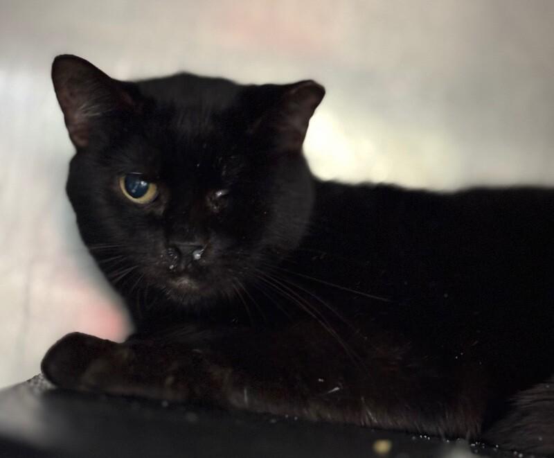 An adult medium-sized female Black Domestic Short Hair cat named Mochi for adoption in Burgaw, NC