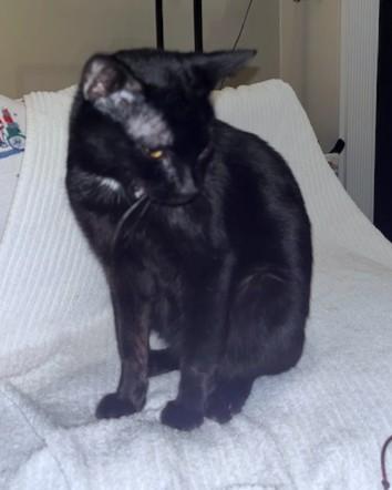 Tony Montana photo 1