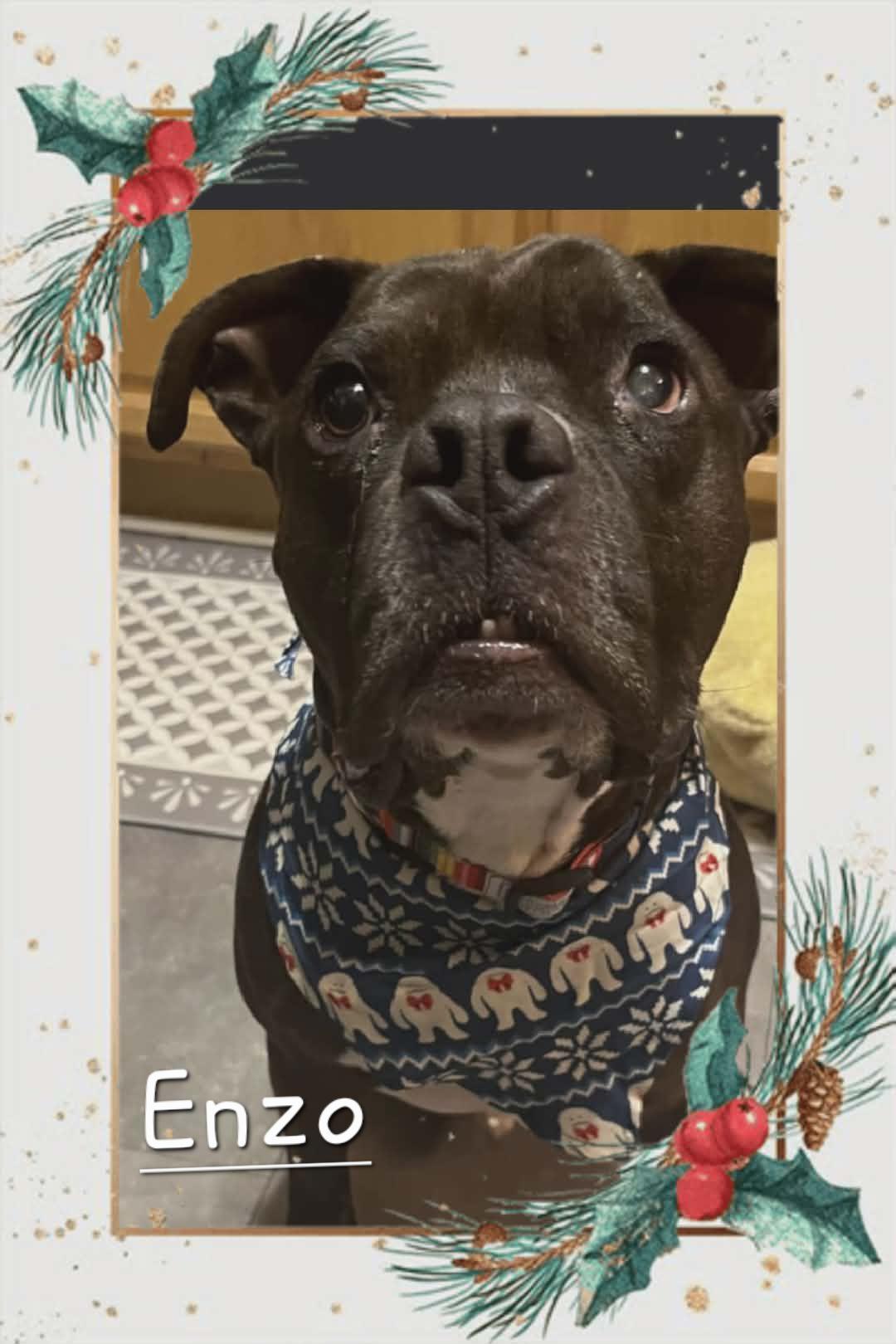 Enzo