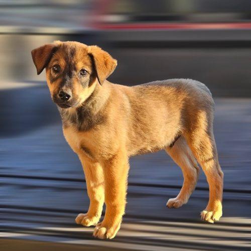 A baby medium-sized male Apricot / Beige Australian Cattle Dog / Blue Heeler dog named Ollie In Maine for adoption in South Portland, ME