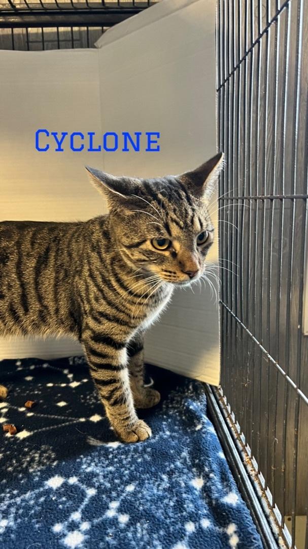 Cyclone