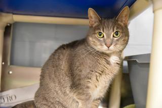 An adult medium-sized female Tabby (Gray / Blue / Silver) Domestic Short Hair cat named Nala for adoption in Annapolis, MD