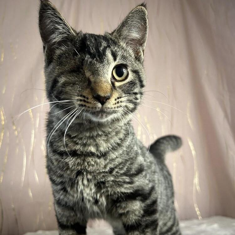 A young medium-sized male Tabby cat named Jinu for adoption in Long Beach, MS