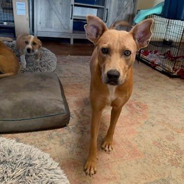 An adult medium-sized female Golden Carolina Dog dog named Julia Child for adoption in Houston, TX