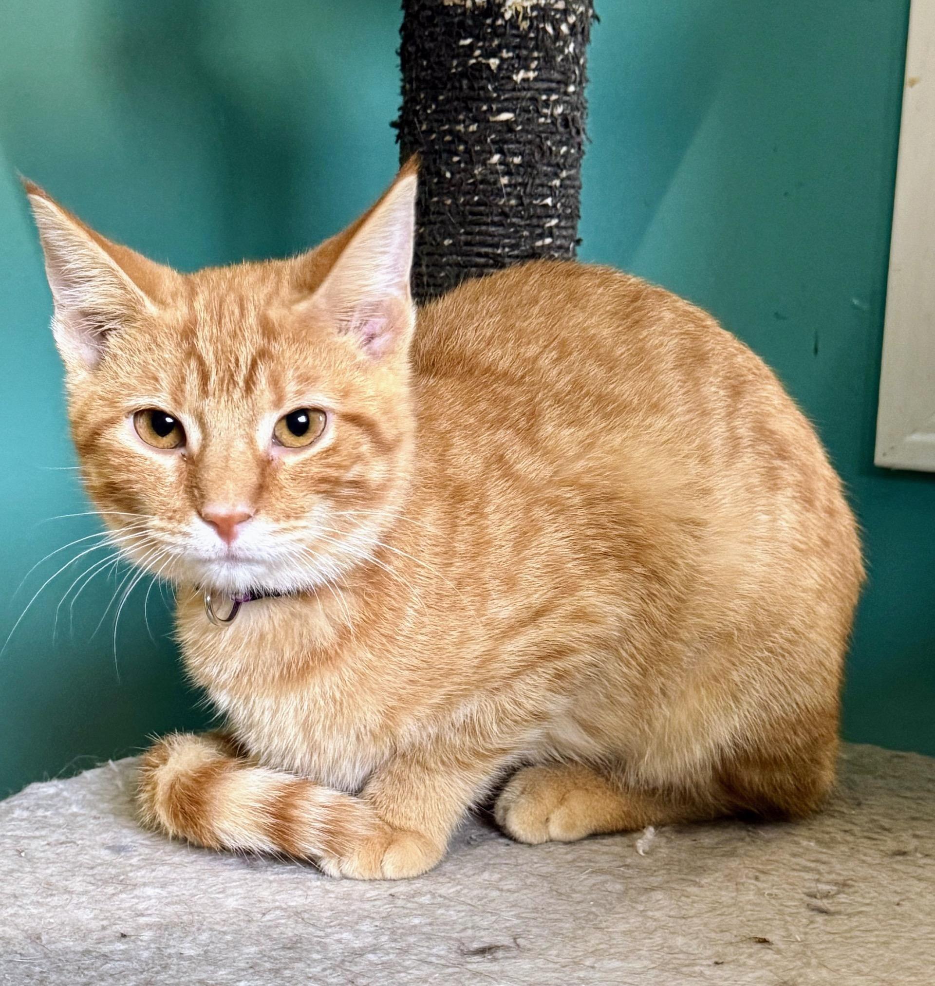 A baby small-sized female Tabby (Orange / Red) Tabby cat named Sicily for adoption in Scottsburg, IN