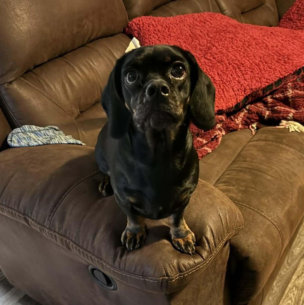 Tootsy & Copper Bonded