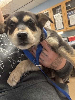 A baby small-sized female Mixed Breed dog named Blairis for adoption in Chamblee, GA