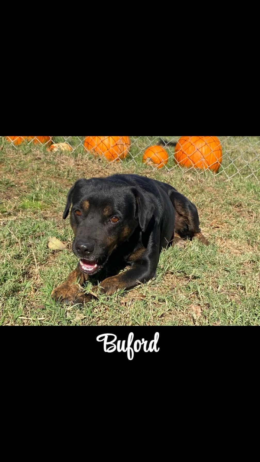Buford