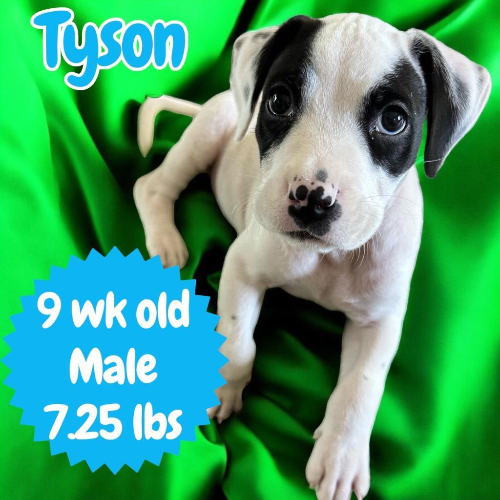 Tyson