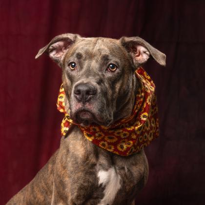 An adult large-sized female Pit Bull Terrier dog named Missy for adoption in Atlanta, GA