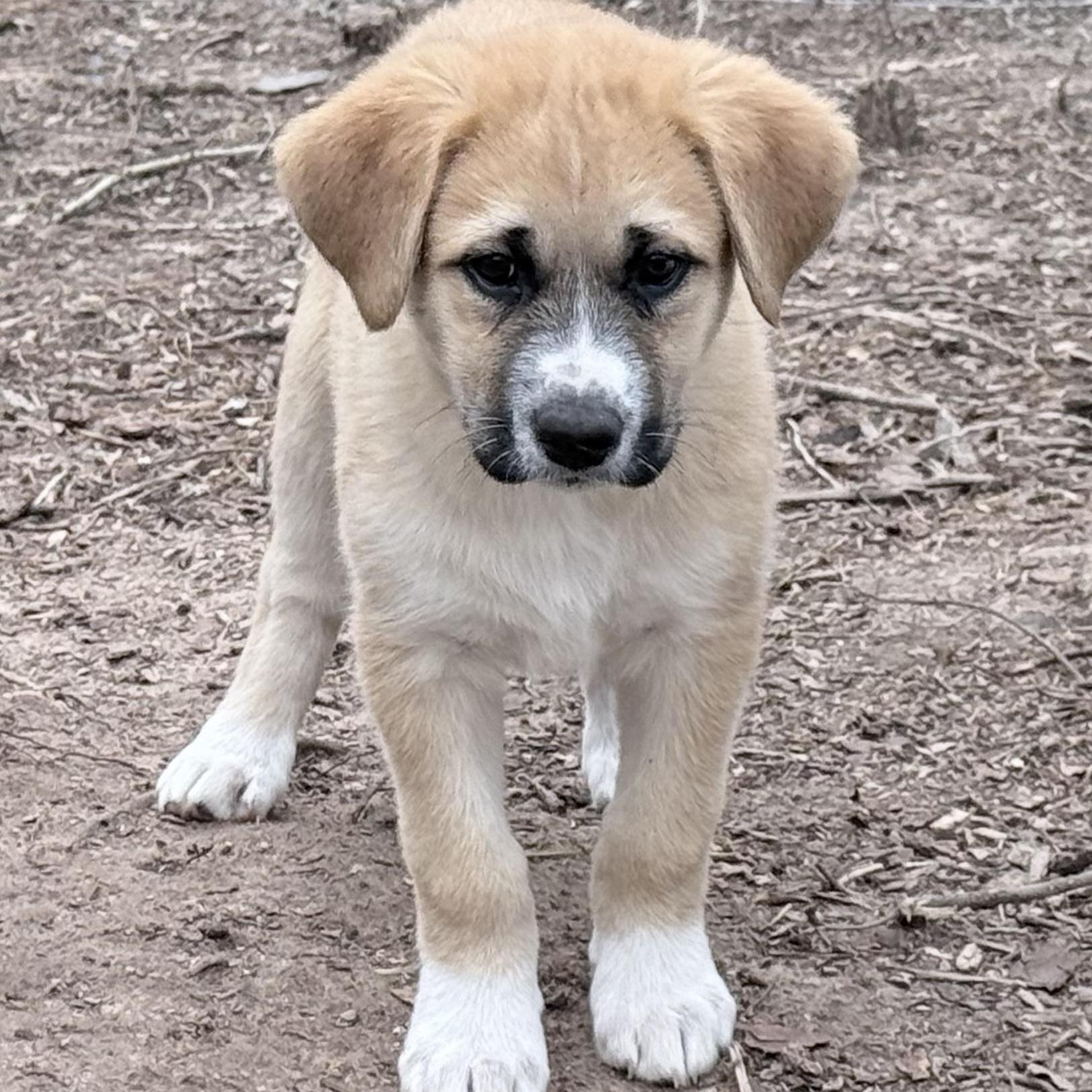 Meet The Bonbon Bunch