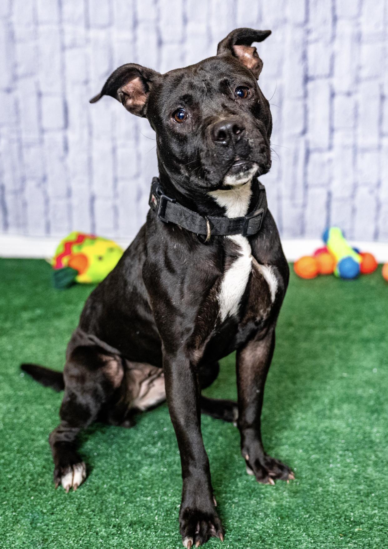A baby medium-sized female Pit Bull Terrier dog named Minnie for adoption in Allen, TX