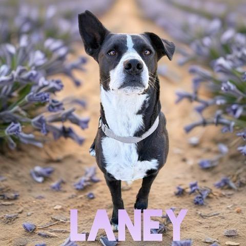An adult medium-sized female Black Labrador Retriever dog named Laney for adoption in Quitman, TX