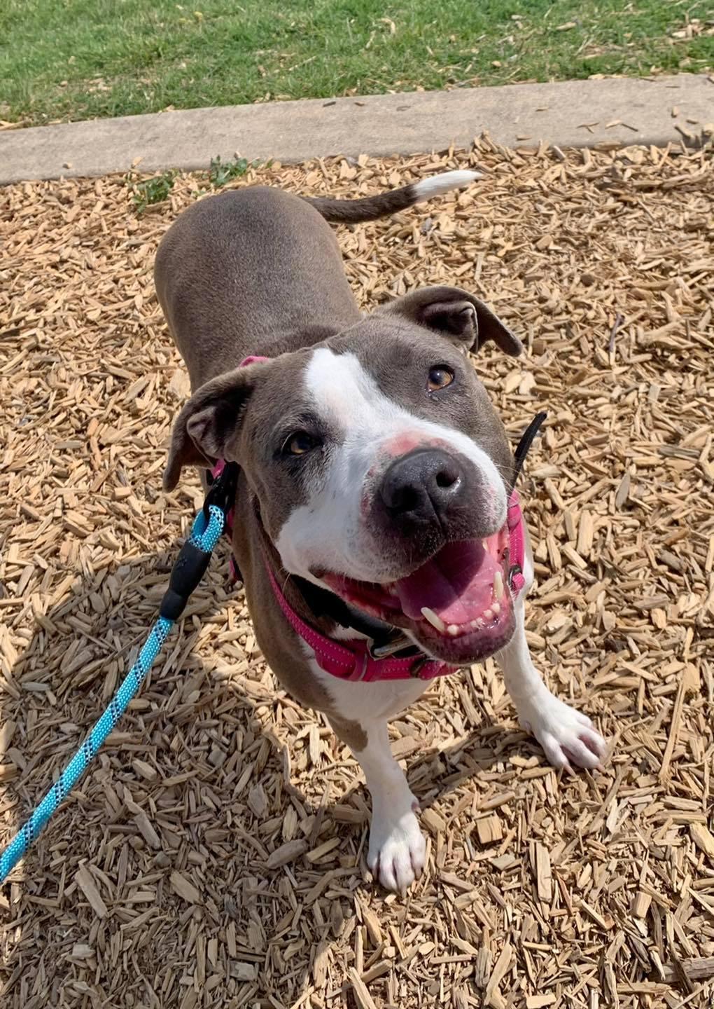 An adult large-sized female Gray / Blue / Silver American Staffordshire Terrier dog named Diva for adoption in Benbrook, TX